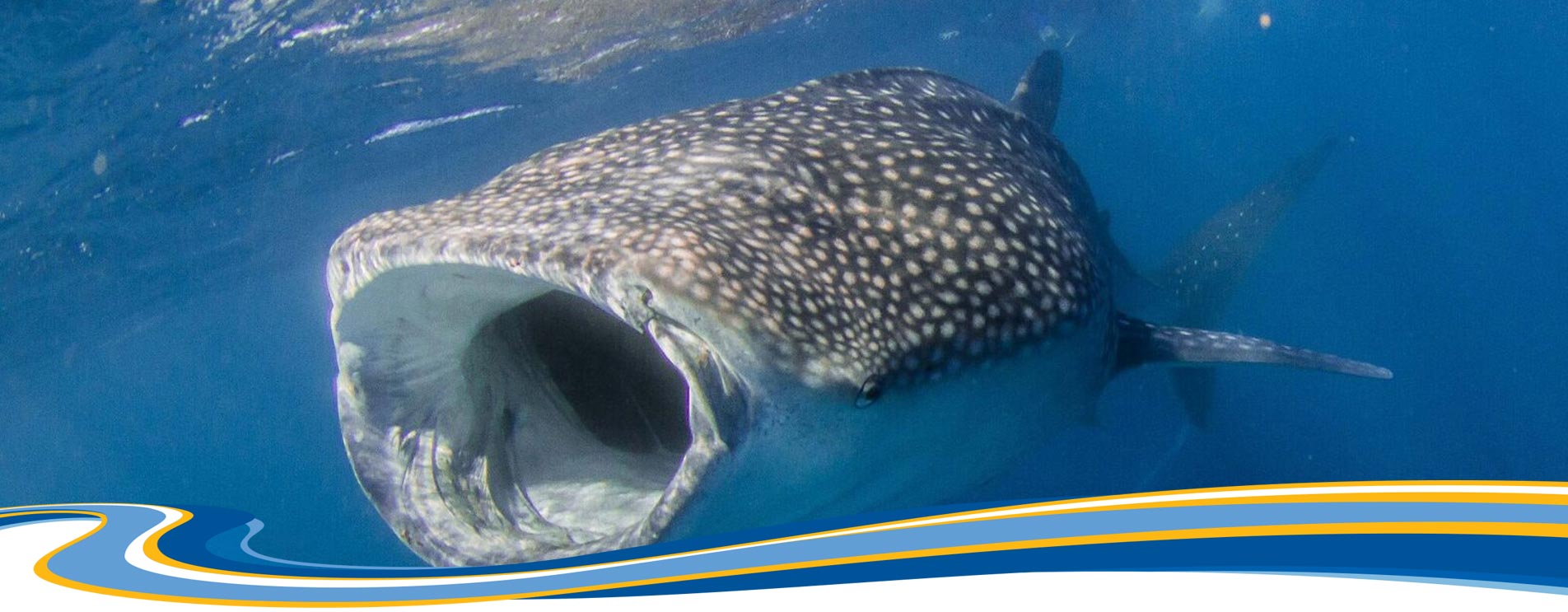 terms and conditions