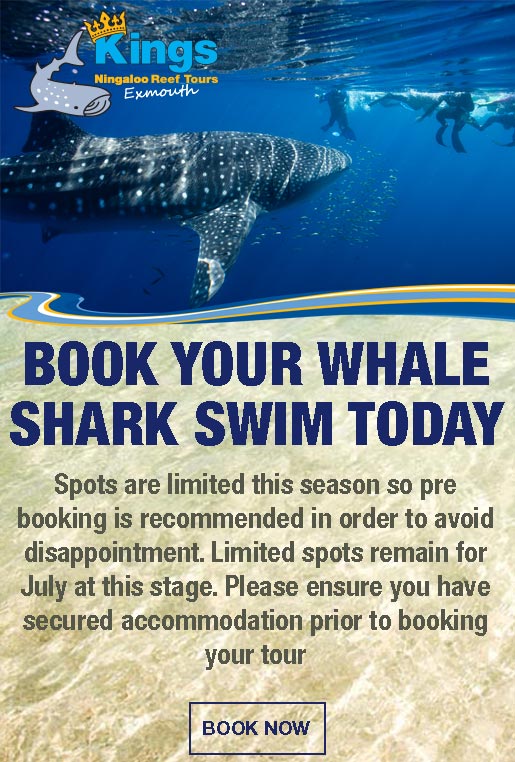Kings Ningaloo Reef Tours The Best Whale Shark Tour in Exmouth