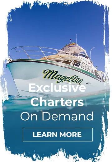 WHALE SHARK RESEARCH KINGS NINGALOO REEF TOURS