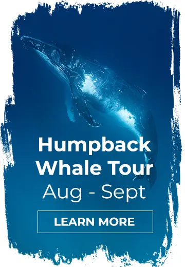 WHALE SHARK RESEARCH KINGS NINGALOO REEF TOURS