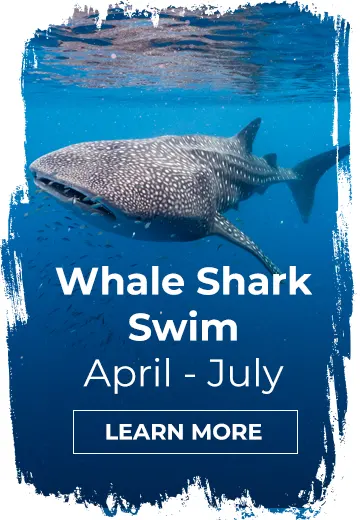 WHALE SHARK RESEARCH KINGS NINGALOO REEF TOURS